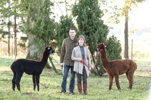 Šeimininkai alpakoms atleidžia net už spjūvius