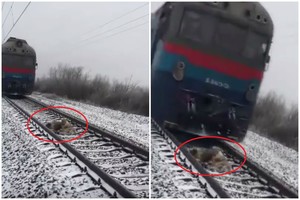 Šuo sužeistą draugę ant geležinkelio bėgių saugojo net mirties akimirką