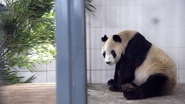 Susilaukęs 130 palikuonių nugaišo seniausias pandos patinas