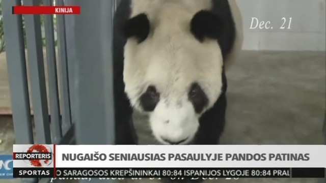 Kinija liūdi: nugaišo seniausias pasaulyje pandos patinas (II)