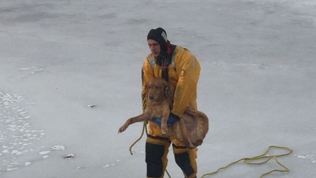 Graudus išgelbėjimas: vyras neliko abejingas vandenyje sušalusiam šuneliui