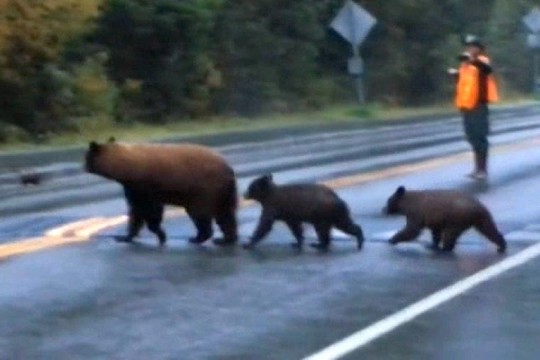 Netikėtas susidūrimas ir kelininkų poelgis privers nusišypsoti