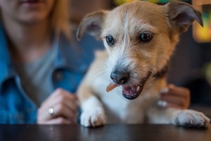 Gatvėje rastam šuneliui – ypatinga naujųjų šeimininkų dovana