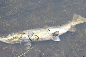 Po nuotekų išleidimo Neries upėje jau gaišta retos žuvys