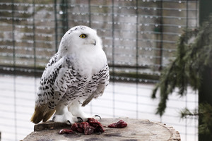 Kauno zoologijos sodo gyventojus nuo žmonių saugos siena