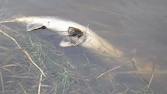 Neries upėje gaišta retos žuvys