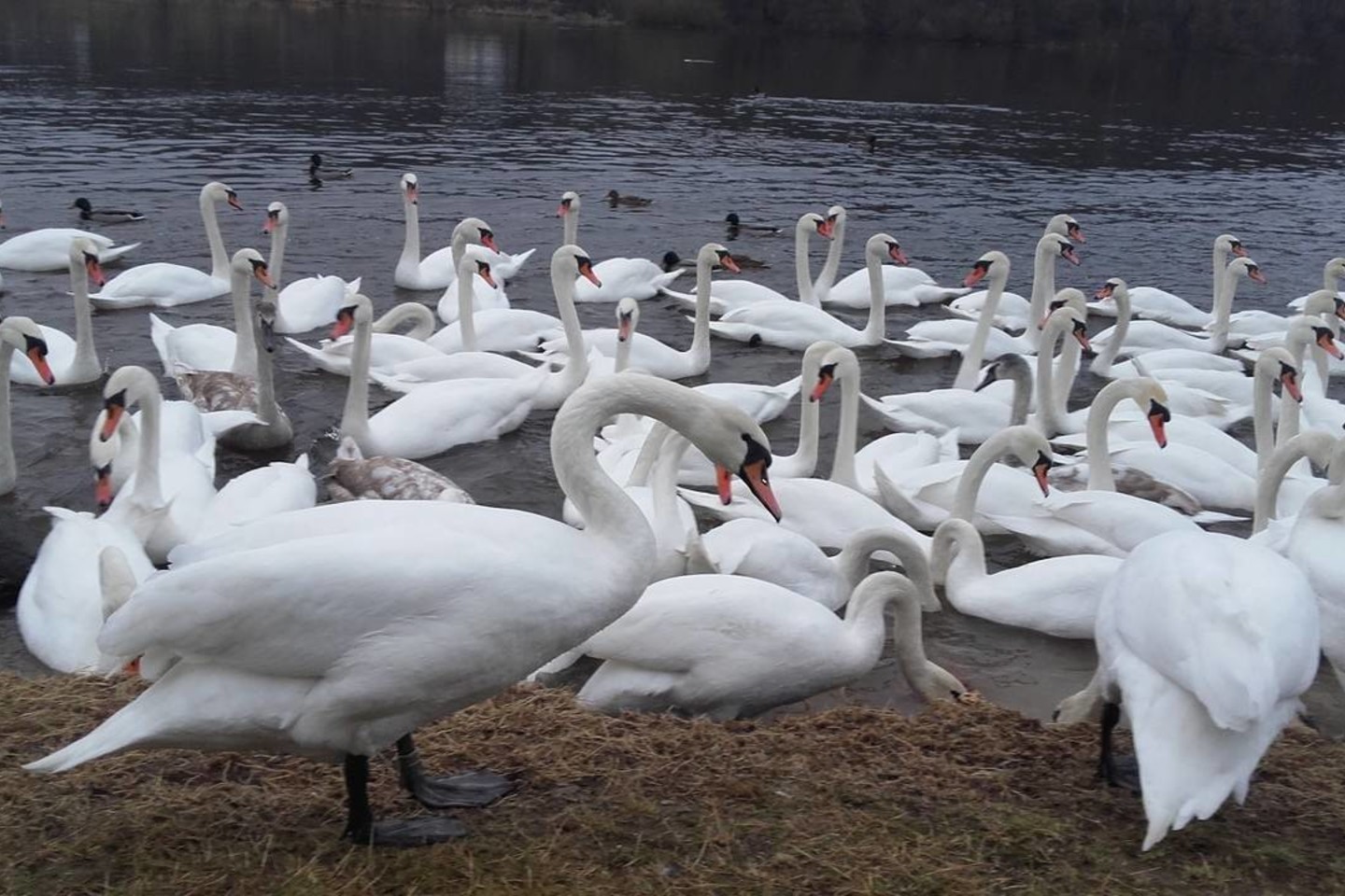 Kaune – gulbių lesykla.