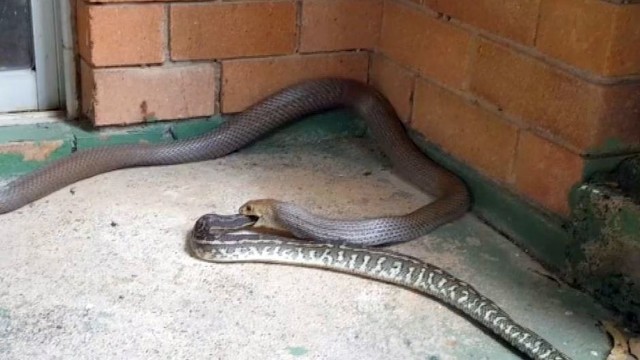Pašiurpino vaizdas, kurį išvydo namuose: gyvatė rijo kitą gyvatę