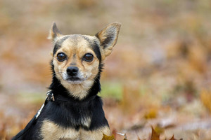 Bendradarbės skambutis šuns gyvenimą apvertė aukštyn kojomis