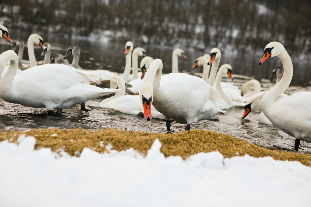 Kaune gyvūnų globėjai pradėjo lesinti žiemojančius pauksčius.<br>G. Bitvinsko nuotr.