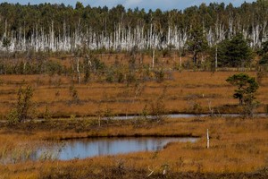Pelkės – tarsi laiko anomalija