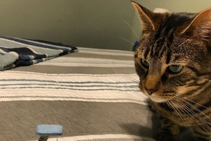 Internete pirko draskyklę katei. Kai gavo, nepatikėjo savo akimis