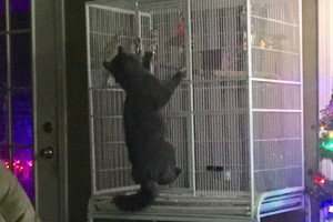 Vyrą pažadino papūgos pagalbos šauksmas. Vaizdelis atėmė žadą