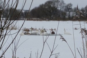 Speigas Panevėžyje: ežere įšalo gulbės