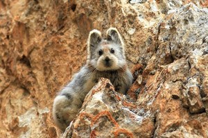 Kas tai – katė ar kiškis? Žmonės šį gyvūną vadina magišku