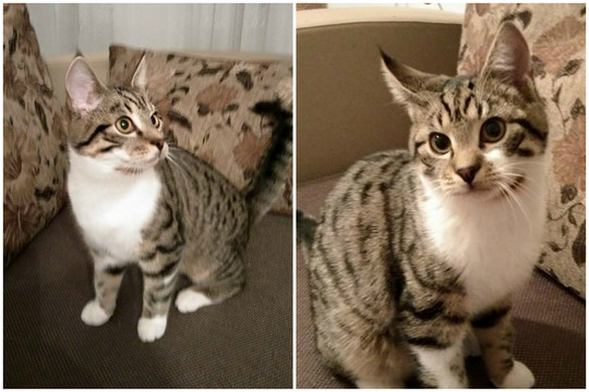 Dovanojamas gražuolis katinas, kurio ausys – kaip lūšies