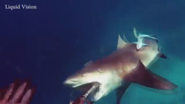 Laimės kūdikis: australas apsigynė nuo ryklio atakos