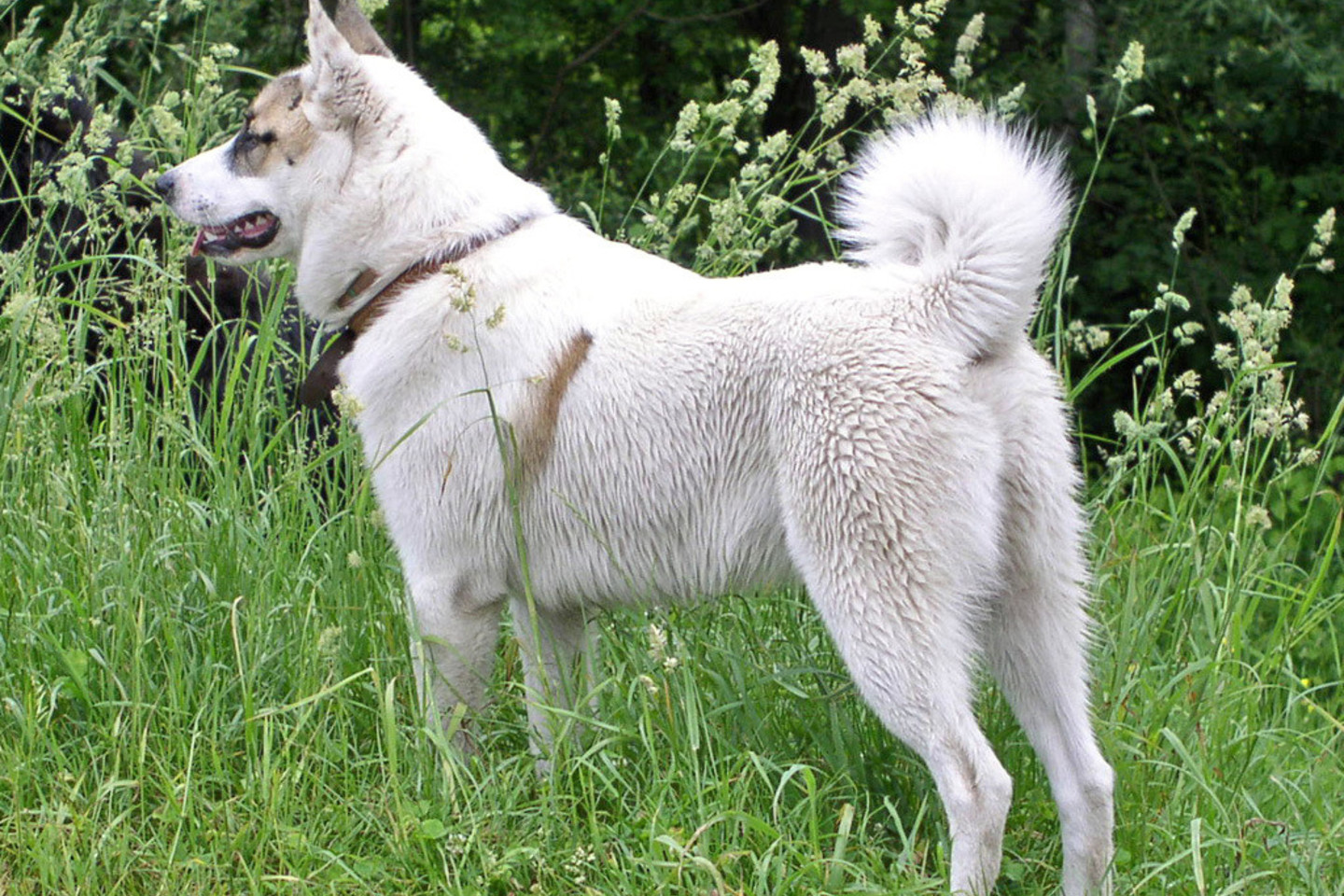 Vakarų Sibiro laika buvo sudraskyta vilkų.<br>Wikipedia nuotr.