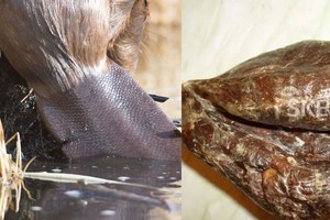 Netikėtoje vietoje slypi vaistas nuo daugelio ligų: rusai pametė galvas, trokšta ir lietuviai