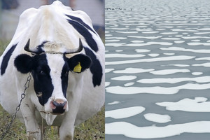 Pusę tonos sveriančios karvės tvenkinio ledas neišlaikė