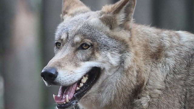 Svarbiausios naujienos: Joniškio rajone vilkų trijulė užpuolė įsibrovėlį