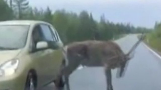 Nyderlanduose žmonės nufilmavo elnią, kuriam trūks plyš prireikė pasikasyti vidury greitkelio