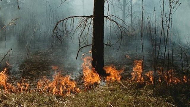 „Girių takais“: žolės deginimas - grėsmė gyvūnams ir kaip su tuo kovoti (II)