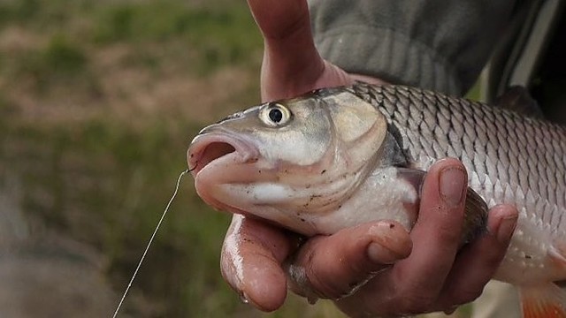 „Šiandien kimba“: šapalų žvejyba (II)