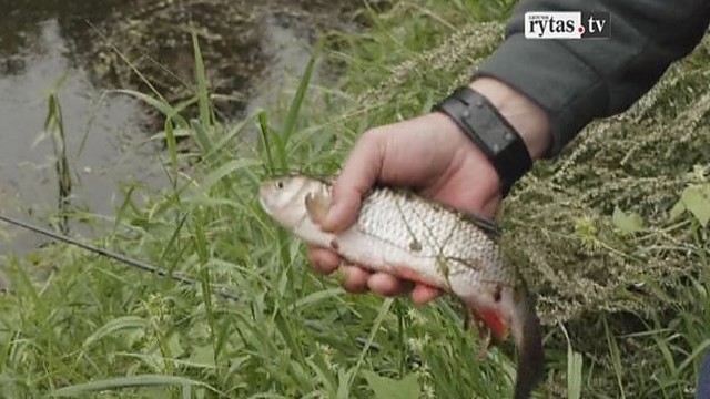 „Šiandien kimba“: žvejojimas Šešupėje dugnine, plūdine meškere bei spiningu (II)