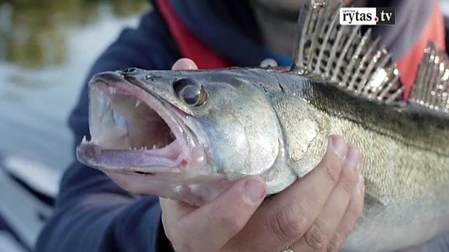 „Šiandien kimba“: plėšriųjų žuvų žvejyba Nemuno žemupyje (I)