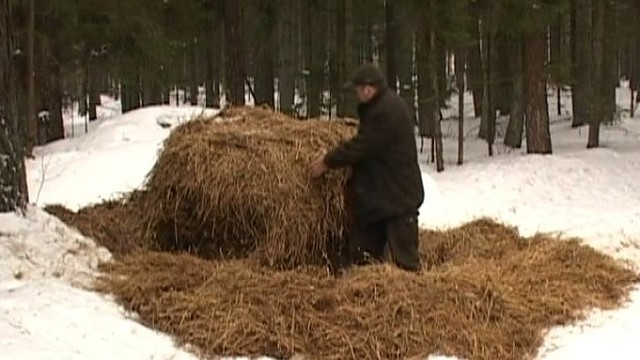 „Girių takais“: miško žvėrių šėrimas (II)