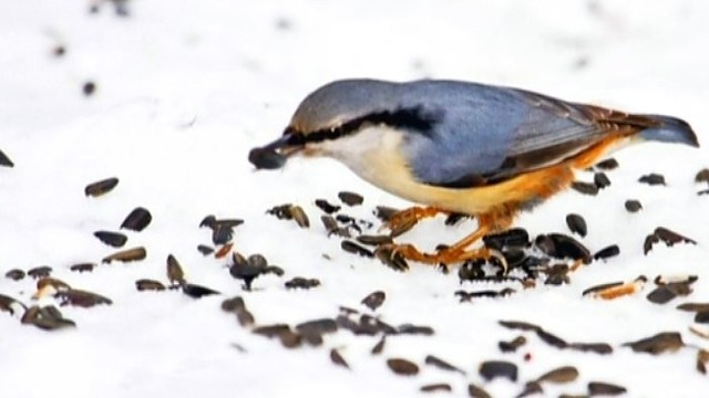 „Girių takais“: Lietuvoje žiemojančių paukščių įvairovė (II)