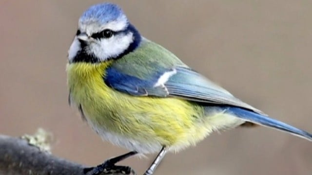 „Girių takais“: Lietuvoje žiemojančių paukščių įvairovė (I)