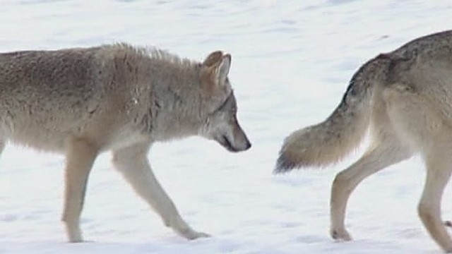 „Girių takais“: tikroji tiesa apie vilkų populiaciją Lietuvoje (II)