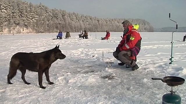 „Šiandien kimba“: ežerinių stintų žūklė ir patarimai (I)