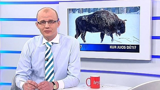 24/7: laisvėje besiganantys stumbrai siurbia mokesčių mokėtojų pinigus (II)