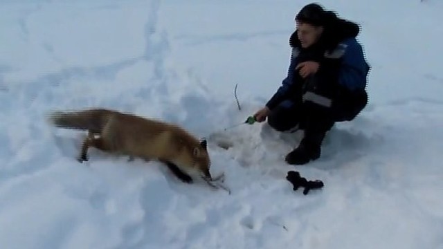 Šypseną keliantis vaizdelis — lapė ir žvejai „grumiasi“ dėl žuvies