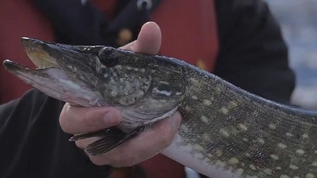 „Šiandien kimba“: lydekų ir kitų plėšrių žuvų žvejyba vobleriais Aukštaitijos ežere (I)