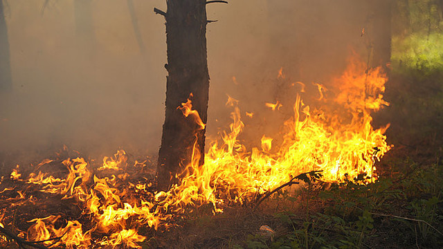 „Mūsų miškai“: kaip nuo ugnies saugomi aukščiausio gaisringumo Varėnos miškai? (I)
