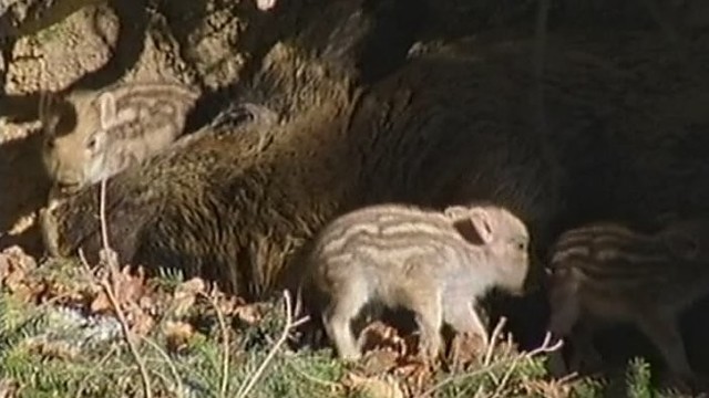 „Girių takais“: kiaulių maro grėsmė šernų populiacijai (II)