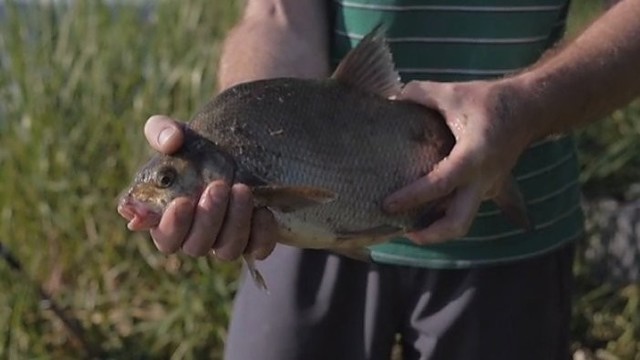 „Šiandien kimba“: žvejyba dugninėmis meškerėmis Nemune (I)