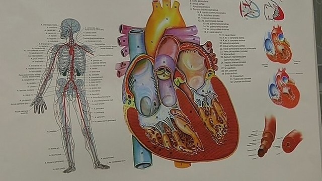 „Namų daktaras“: kas bendro tarp kvėpavimo takų ir širdies bei kraujagyslių ligų? (II)