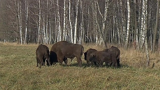 „Girių takais“: laukiniai gyvūnai lietuviškose giriose (I)