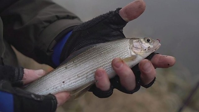 „Šiandien kimba“: naujametinės žuvies gaudymas dugninėmis meškerėmis (I)