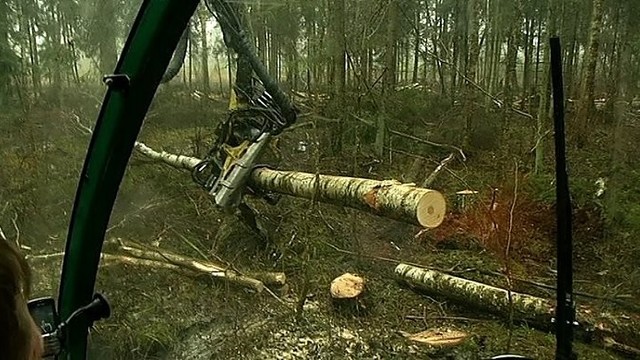 „Mūsų miškai“: kaip nustatoma medienos kaina ir tiesiami keliai miškuose? (I)