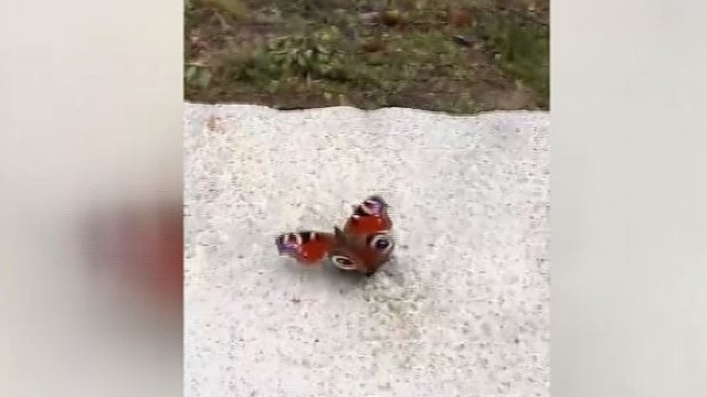 Vaizdo įraše girdisi žiemą išgyvenusio drugio sparnų plazdėjimas