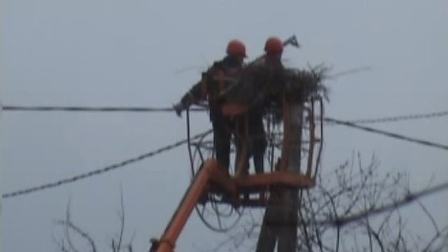 Po Švėkšnoje nuversto gandralizdžio – naujo lizdo statyba