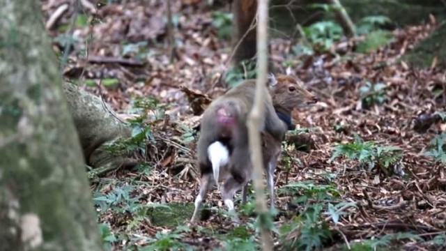 Mokslininkai šokiruoti: užfiksuoti makakos ir elnio lytiniai santykiai