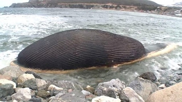 Kanadiečiai bijo, kad pūvantis banginis sprogs kaip balionas