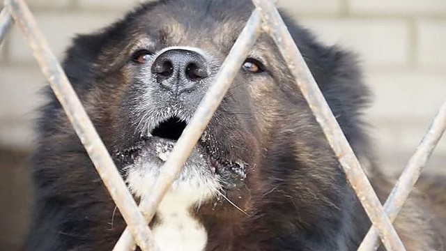 Beglobiai šunys Šakiuose pjauna gyvulius ir užpuldinėja žmones